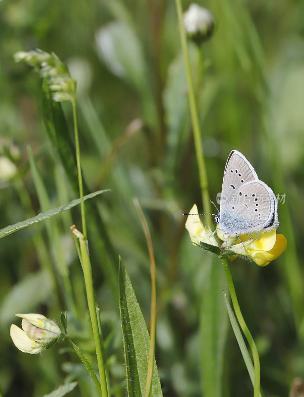 玛扎林蓝蝴蝶（Cyaniris semiargus）